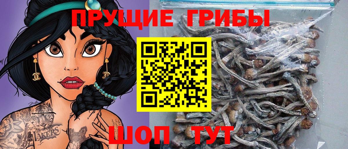 Волоколамск  Псилоцибиновые грибы Magic Shrooms  Вход с VPN  Псилоцибиновые грибы Psilocybine cubensis 